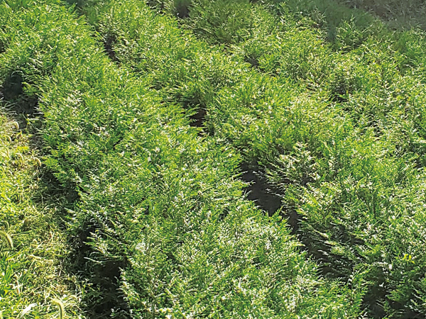hinoki