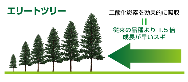 エリートツリー